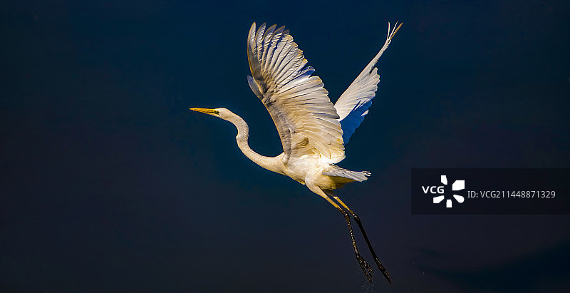 振翅腾飞-蓝色湖面上一只健硕的白鹭迎着金黄色朝阳奋发向上振翅腾飞图片素材