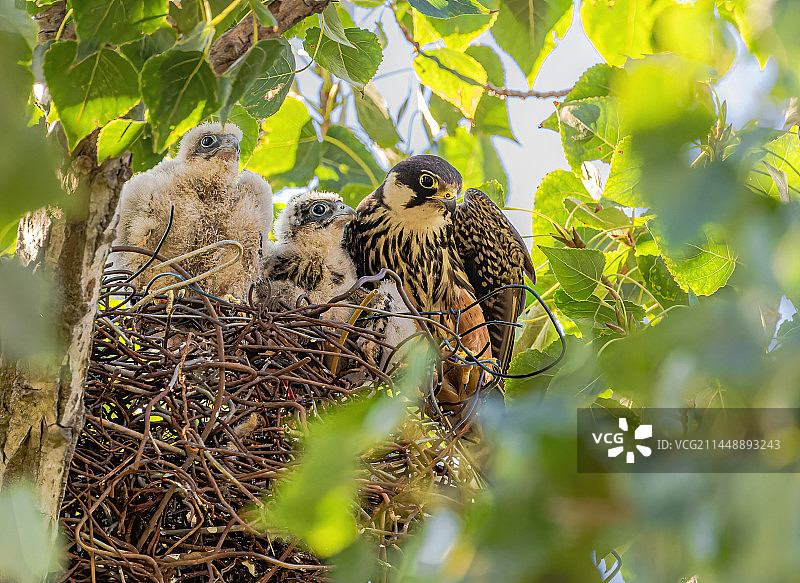 燕隼一家三口图片素材