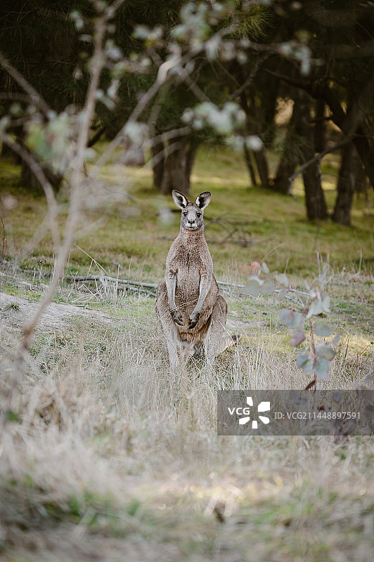 袋鼠站在田野上的肖像图片素材
