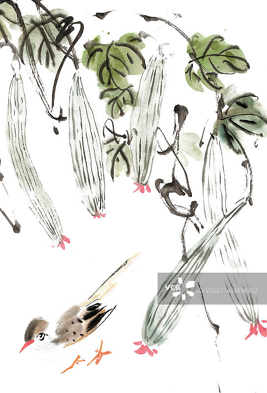 丝瓜秧下的小鸟图片素材