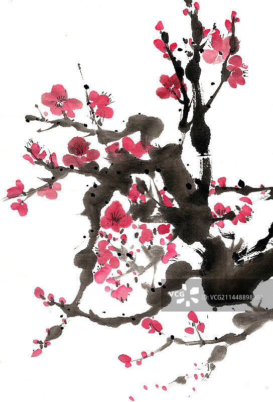 绽放的梅花图片素材