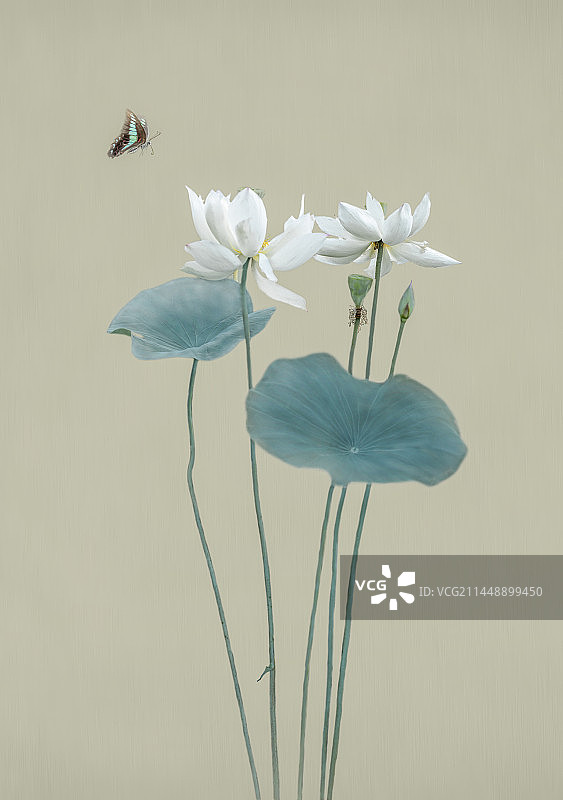 白莲与蝴蝶极简画意图图片素材