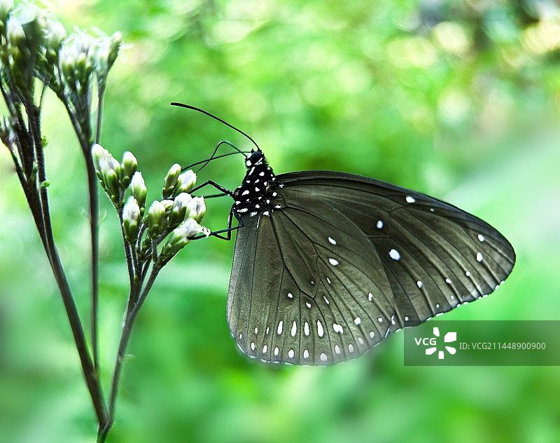 植物上的紫斑蝶图片素材