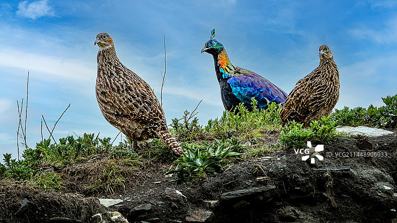 西藏卡久寺的棕尾虹雉又名九色鸟图片素材