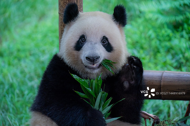 大熊猫熊猫幼崽国宝吃竹子睡觉萌态十足图片素材