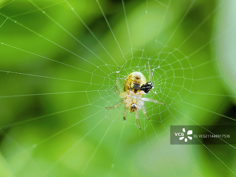 蜘蛛图片素材