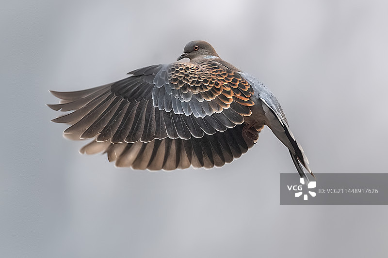 山斑鸠图片素材