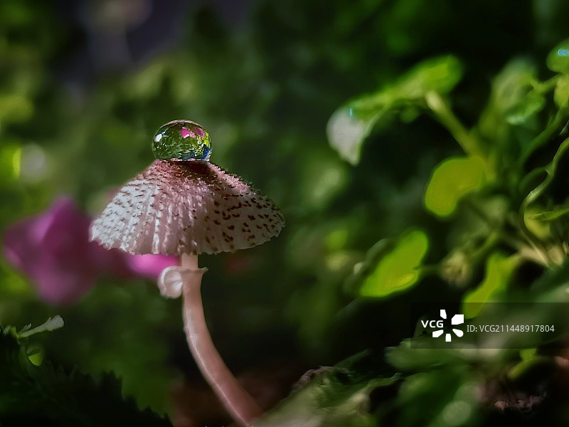 小蘑菇的特写镜头图片素材