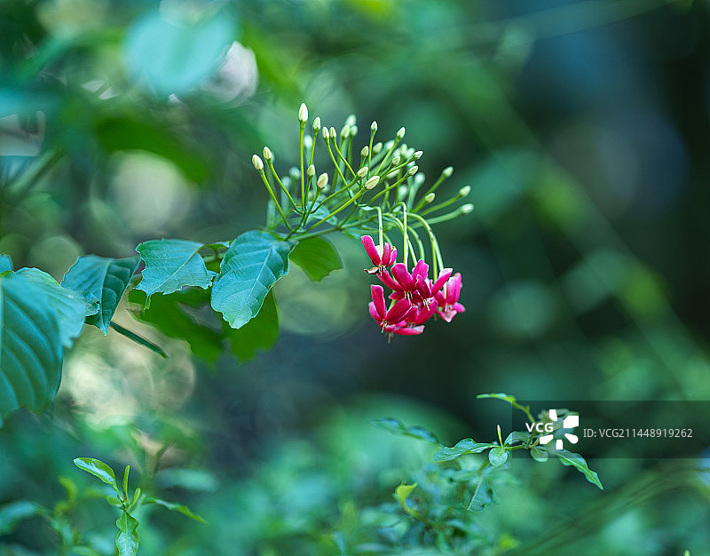 红色开花植物使君子图片素材