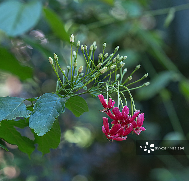 红色开花植物使君子图片素材