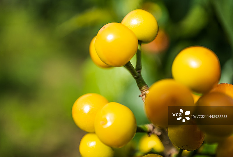 黄色的樱桃图片素材