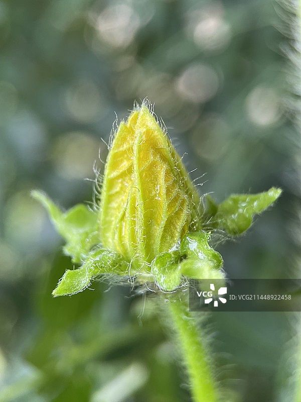 南瓜花图片素材