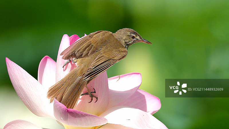 东方大苇莺 荷花图片素材