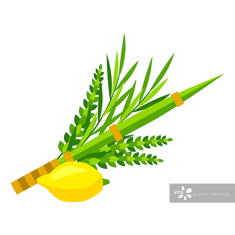 住棚节快乐：四种植物Etrog Lulav图片素材