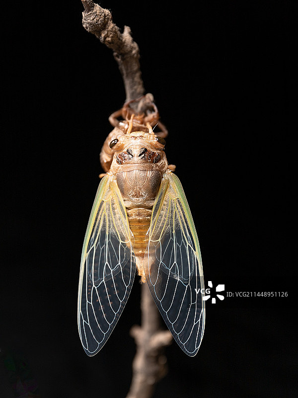 金蝉脱壳记（蜕变）图片素材