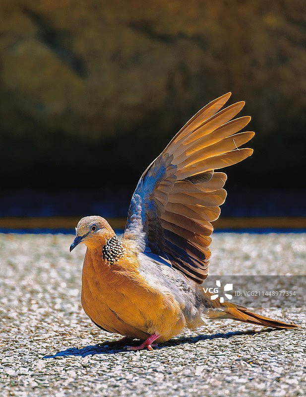 鸽子你好图片素材