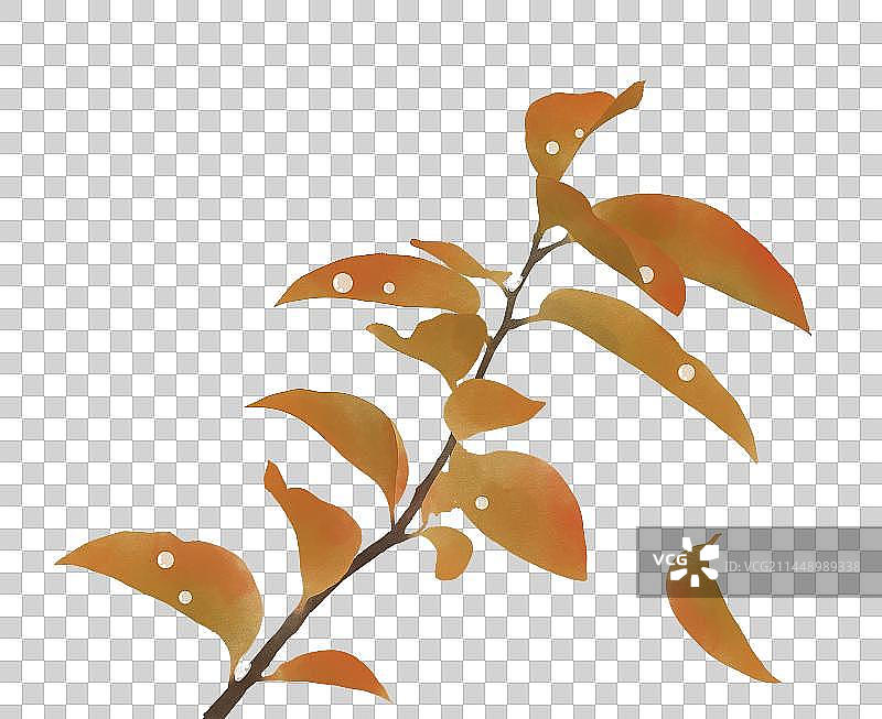 秋天树枝素材图片素材