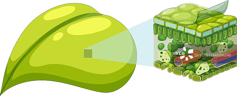 树叶内部结构图图片素材