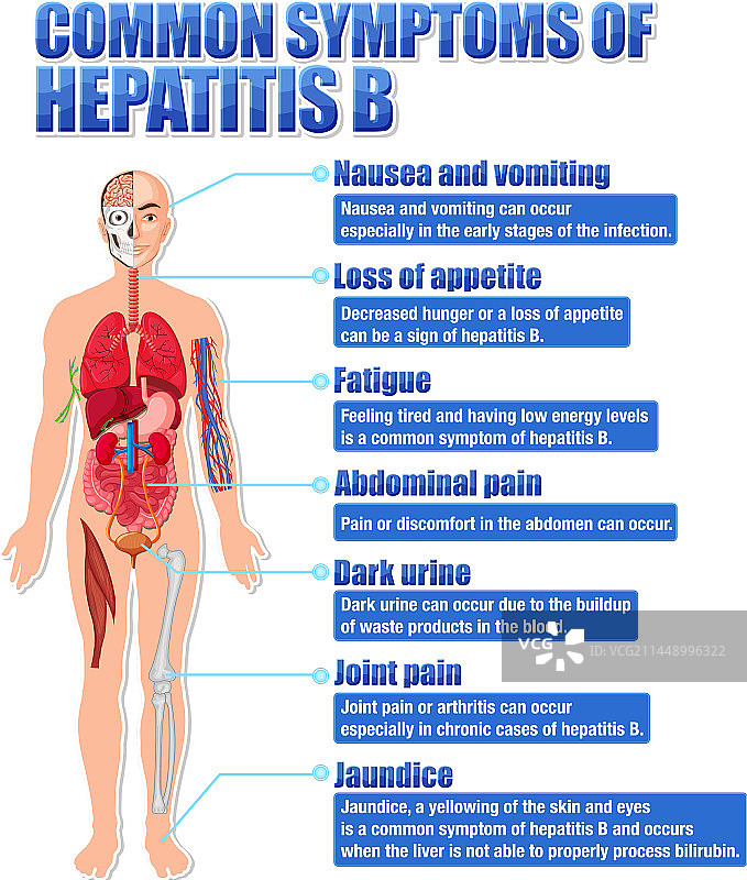 乙型肝炎常见症状宣传海报图片素材