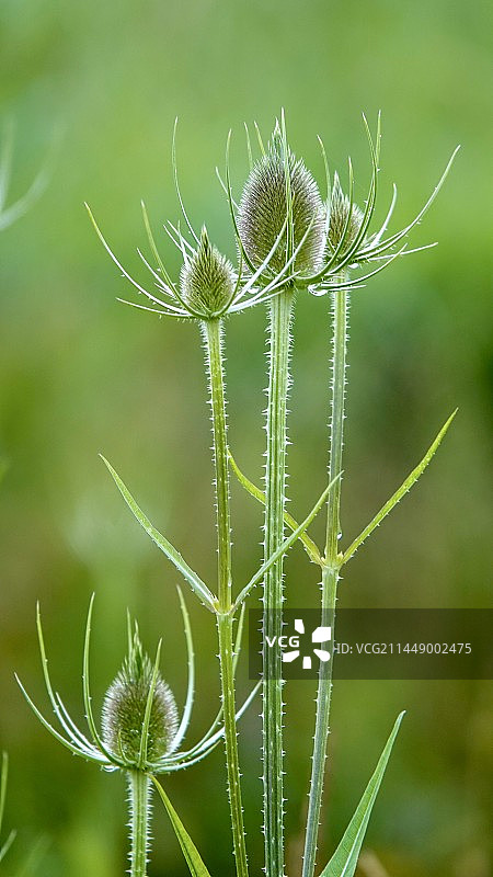 起绒草图片素材