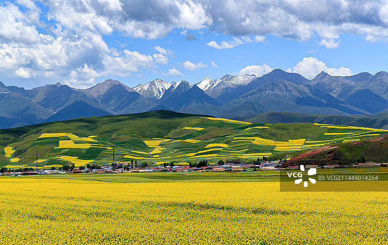 门源油菜花图片素材