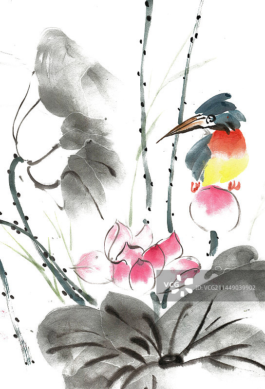 荷尖上的翠鸟图片素材