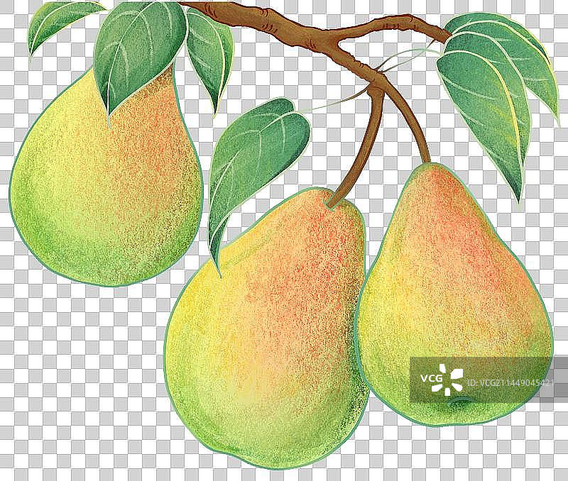 树枝上的水果梨子香梨图片素材