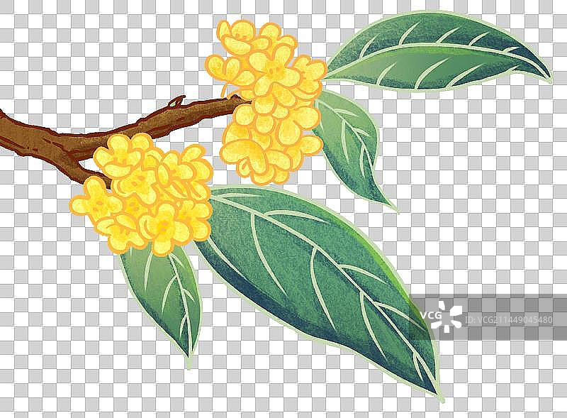 秋天中秋桂花树枝元素图片素材
