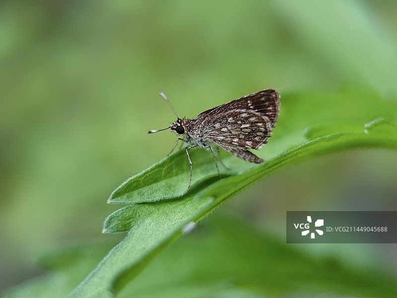 叶上弄蝶图片素材