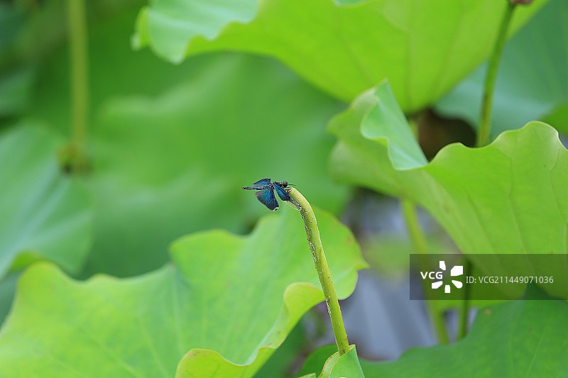 在荷花上翩翩起舞的黑丽翅蜻图片素材