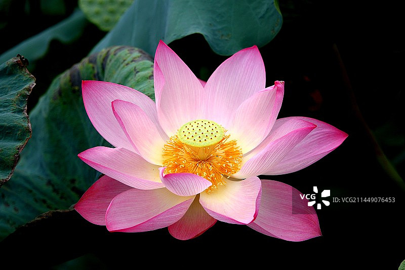 荷花特写图片素材