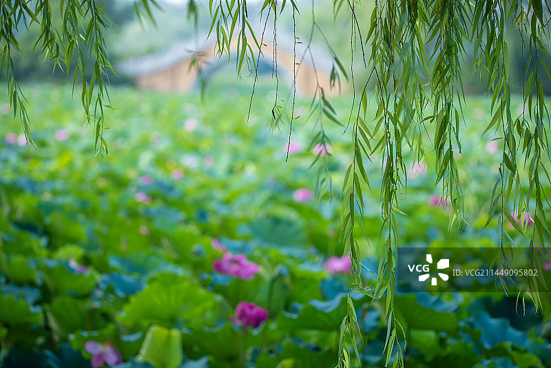 荷塘垂柳图片素材