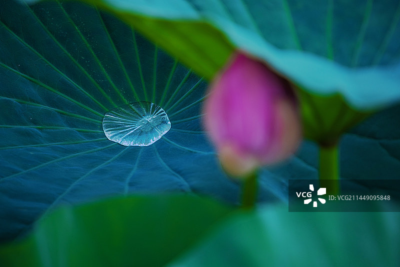 荷花,荷叶,露水,自然美图片素材