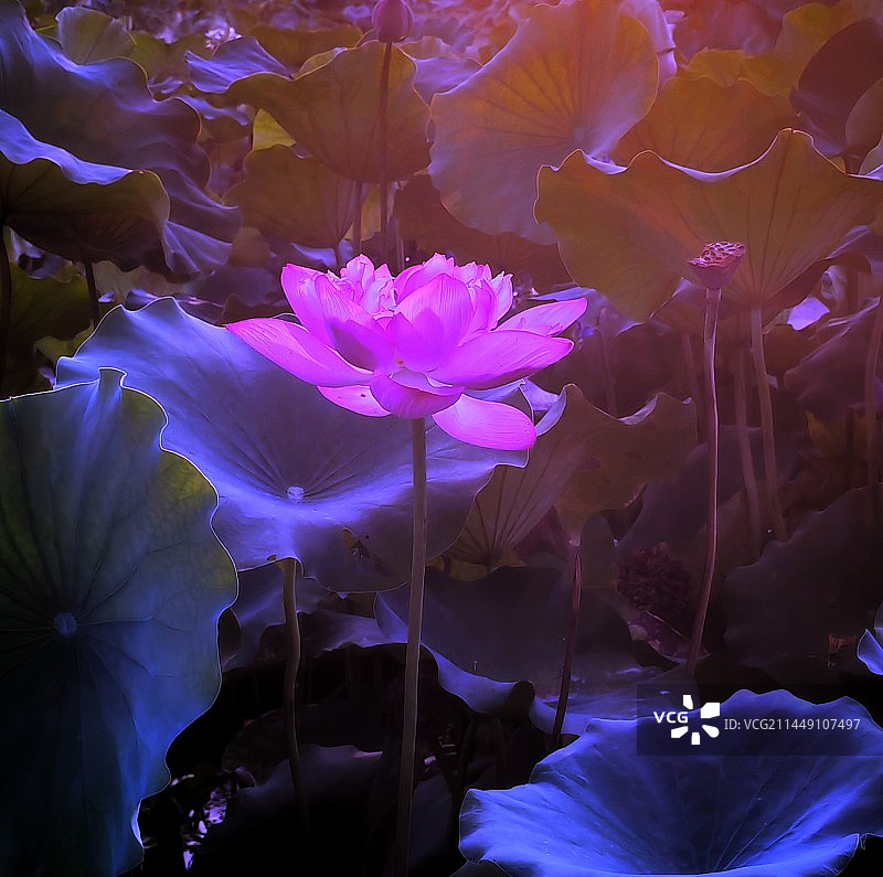 红粉靓梳妆 翠盖低风雨图片素材