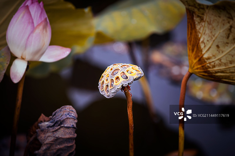 莲蓬残荷图片素材