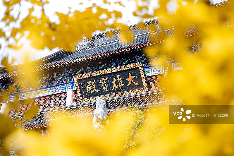 安徽蚌埠市栖岩寺，金黄色银杏掩映下的大雄宝殿图片素材