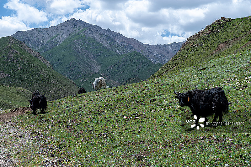 肃南县康乐草原风光图片素材