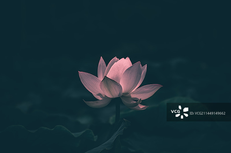 夜明珠一般璀璨的粉色荷花特写图片素材