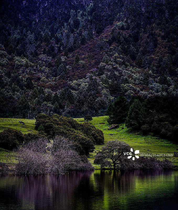 秘境/西藏/林芝/鲁朗林海图片素材