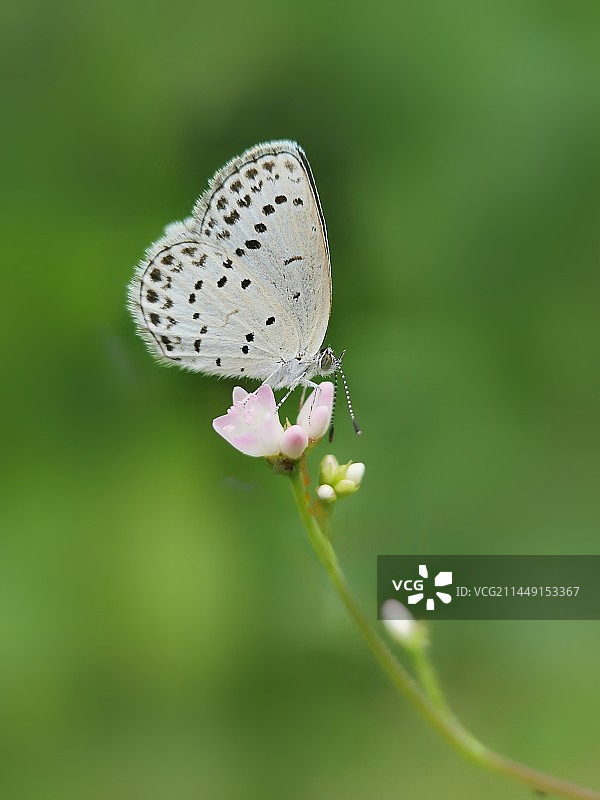 小灰蝶图片素材