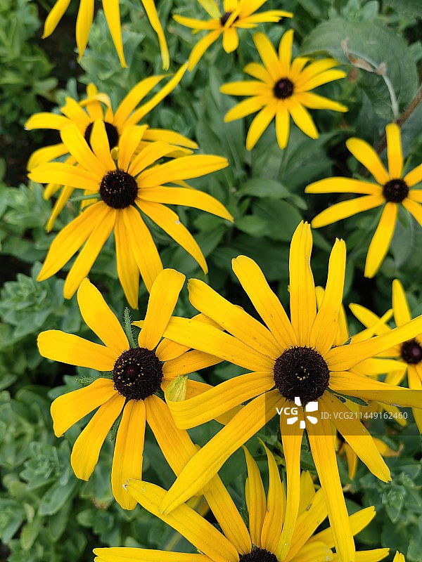 小菊花图片素材