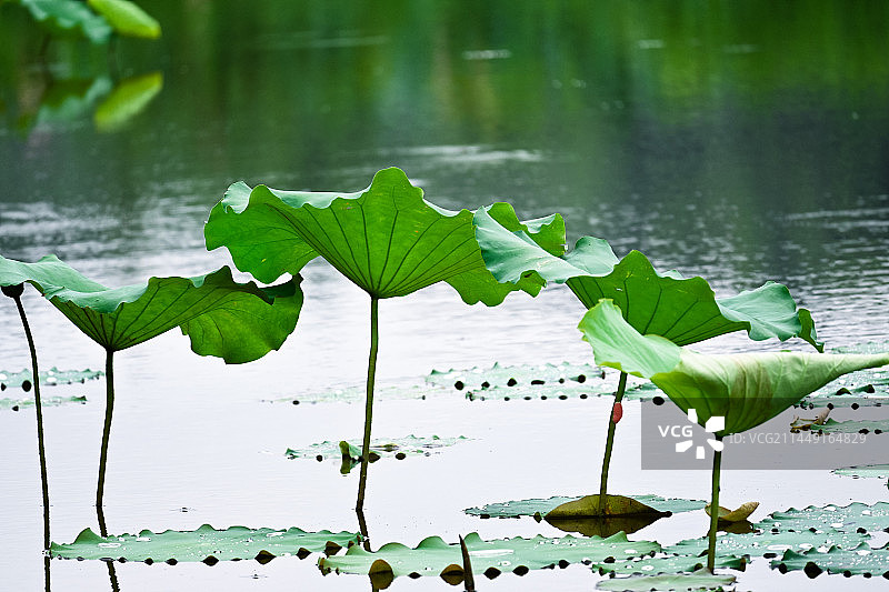 池塘里的荷叶图片素材