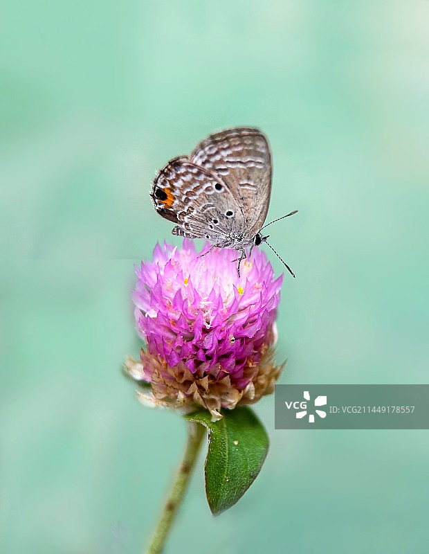 花上玩耍的小灰蝶图片素材