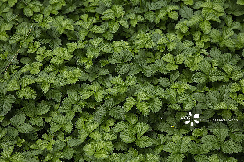 黑龙江哈尔滨工业大学校园花草---野草莓图片素材