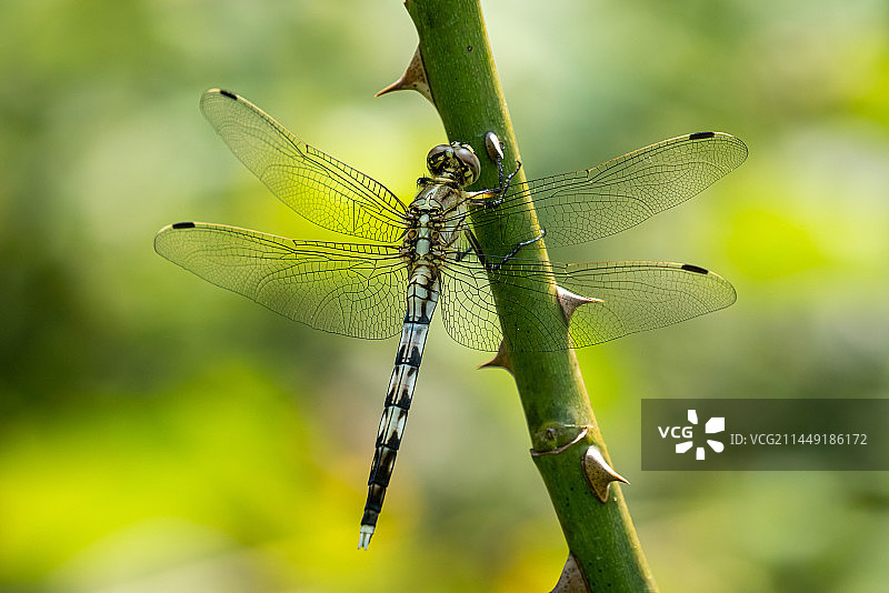 蜻蜓图片素材