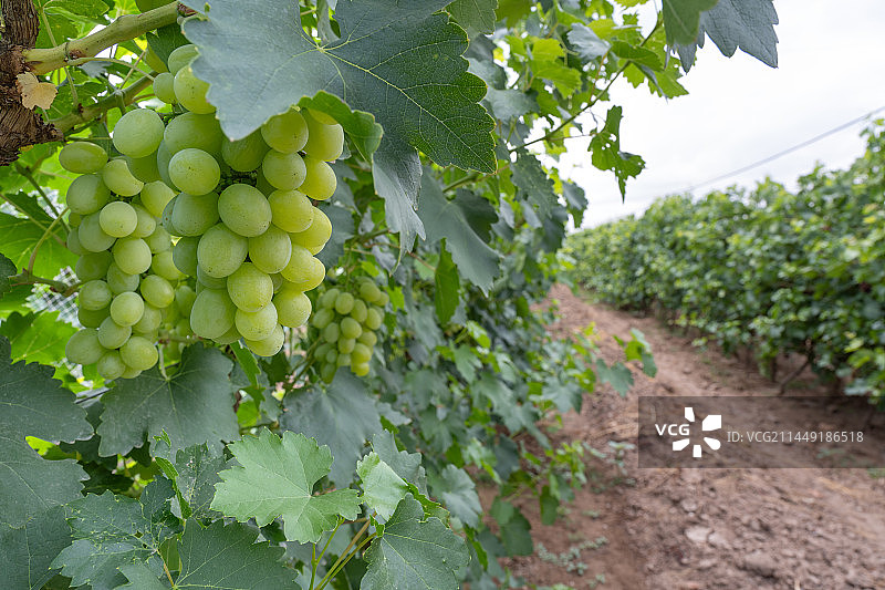 葡萄树上葡萄图片素材