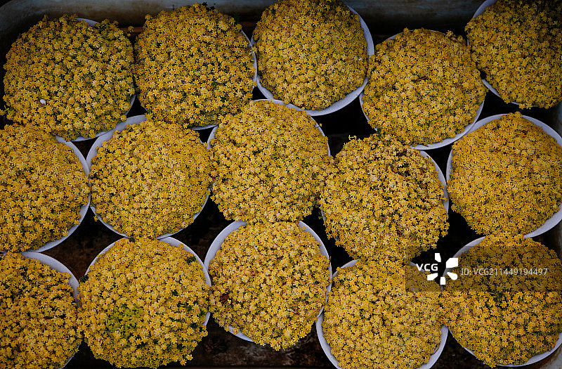 云南大理多肉植物市场图片素材