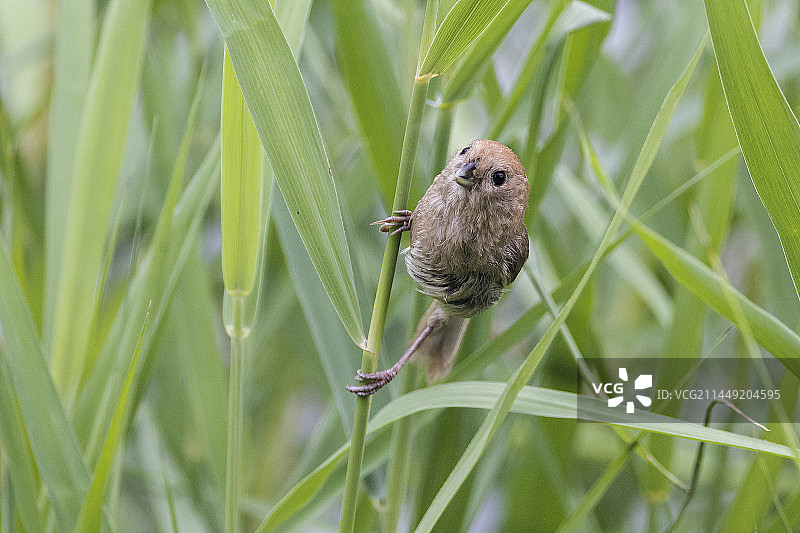 棕头鸦雀图片素材