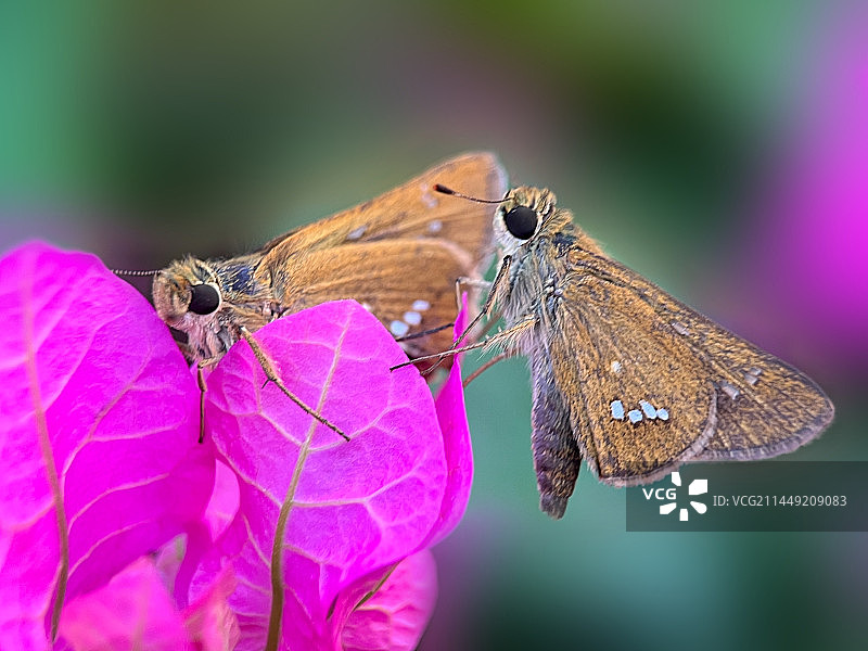 爱相随图片素材