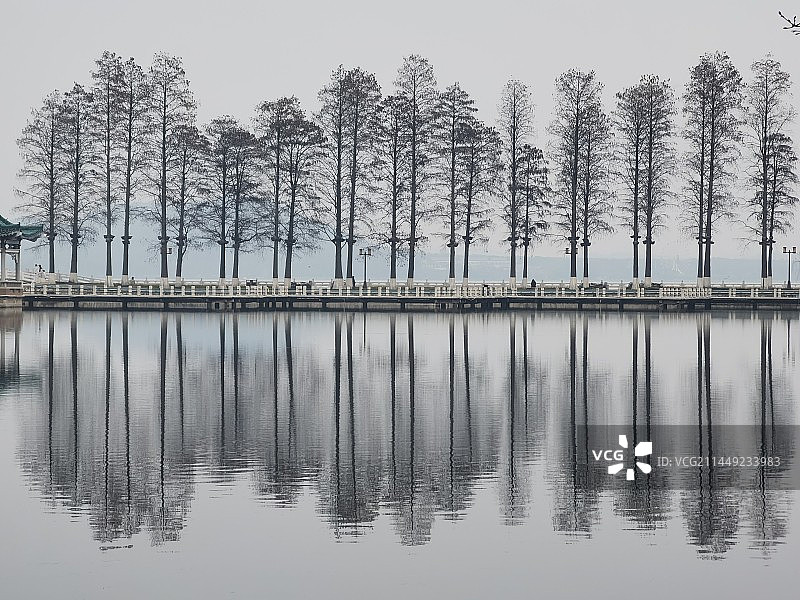湖边的树顶着天空图片素材